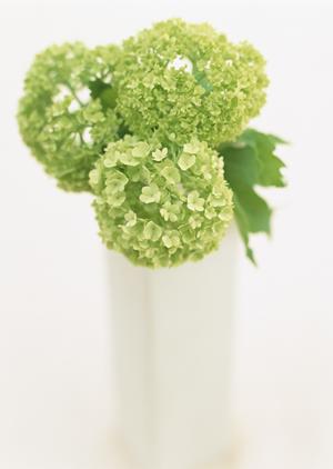 最高の無垢板選び！おしゃれなインテリアを実現するための完全ガイド